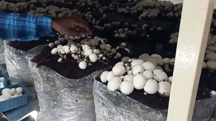 دمای مناسب پرورش قارچ