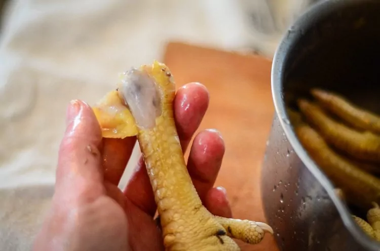 پای مرغ برای گربه