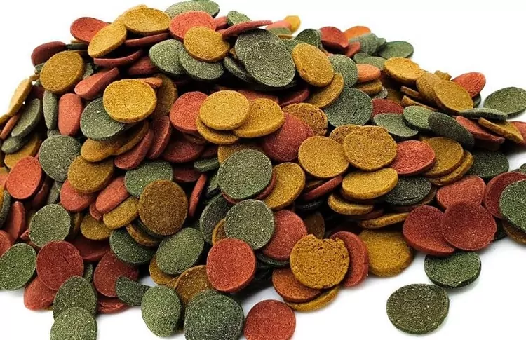 انواع غذای ماهی