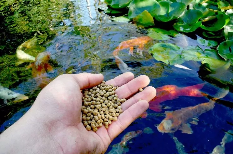 غذای ماهی چیست شاخص