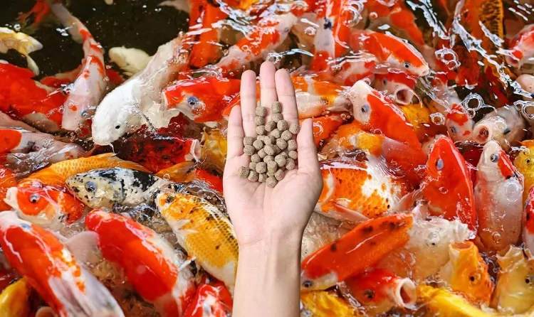 همه چیز درباره غذای ماهی