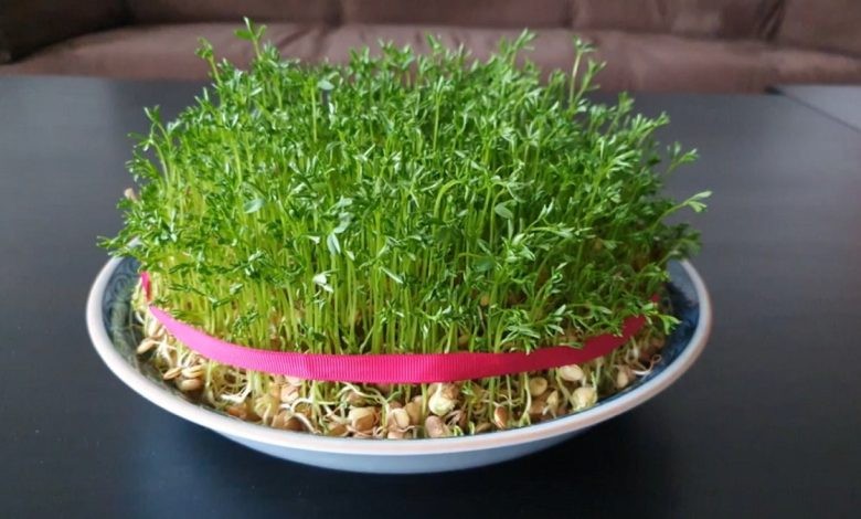سبزه عید نوروز